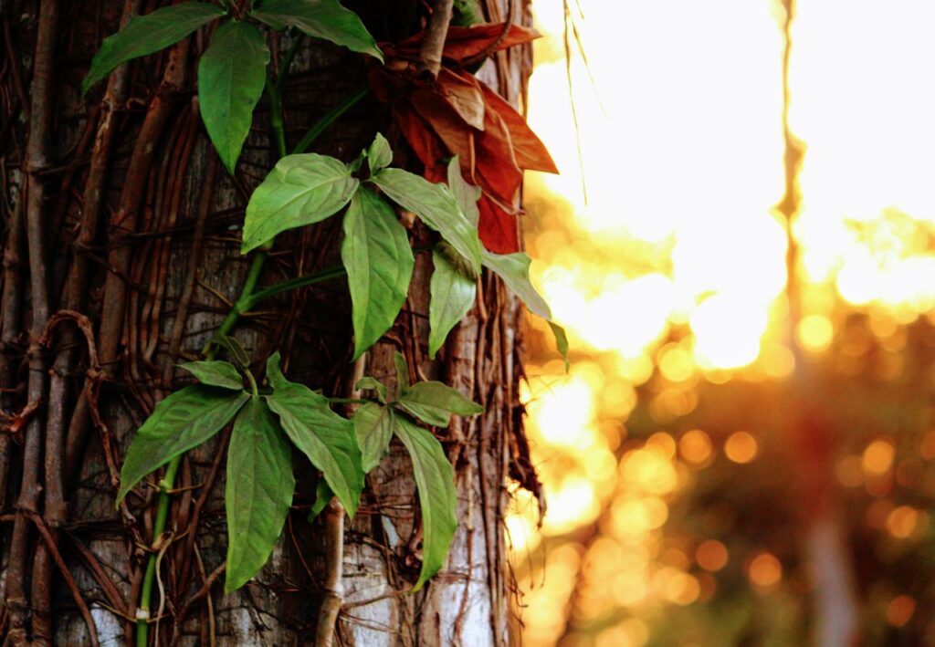 ayahuasca rio de janeiro ayahuasca rio de janeiro